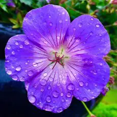 IMG_4364_450 Rent a Car Maui