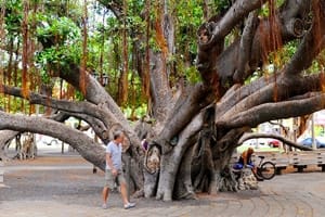 Lahaina Banyan Court Park