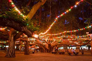 Lighting of the Tree Lighting of the Tree