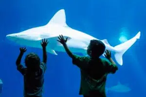 MAUI-OCEAN-CENTER-01 Maui Ocean Center