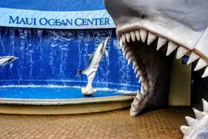 Maui Ocean Center Maui Ocean Center
