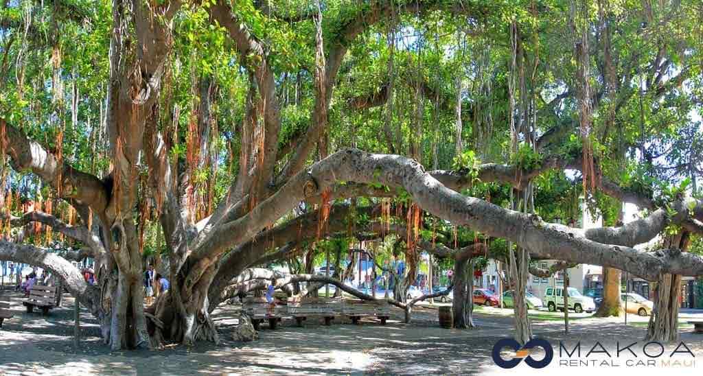 Banyan Tree