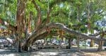 BANYAN TREE