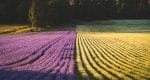 LAVENDAR FARM