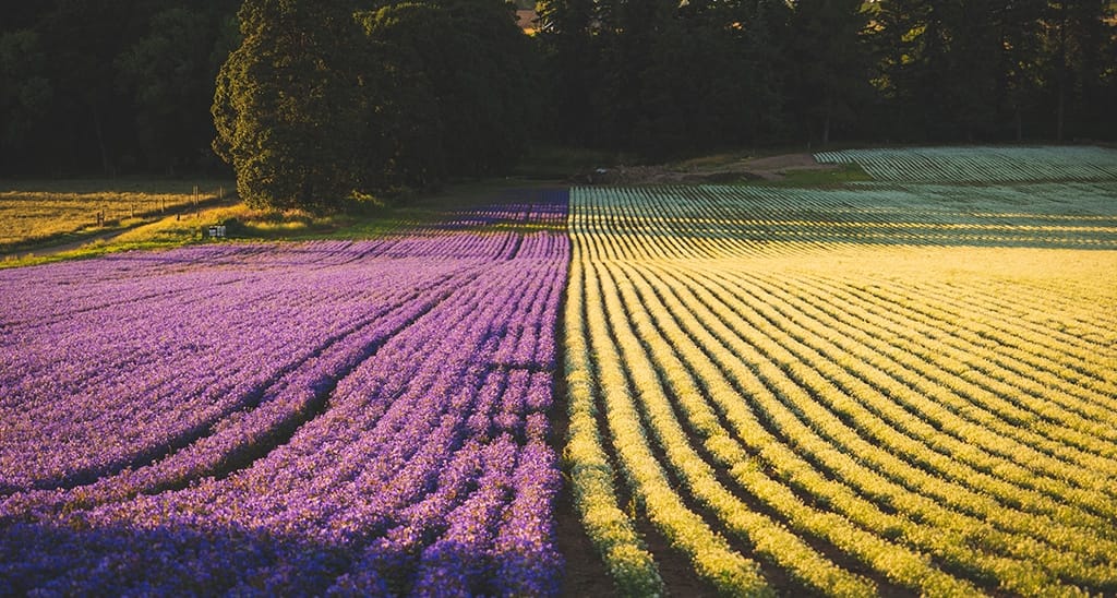 LAVENDAR FARM