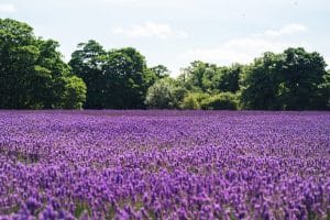 Lavendar Farm