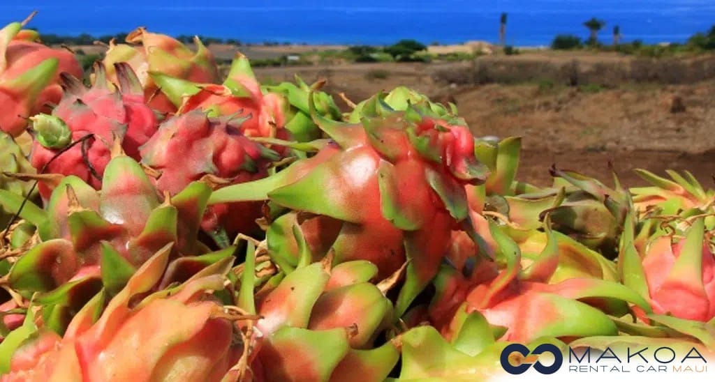 Maui Dragon Fruit Farm