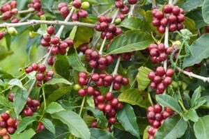 place-2015-10-17-6-Shimcoffeeandproteafarmtourfc3cc4099632716d4a9c0af80f0545a1 Shim Coffee Farm