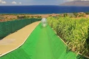 Maui Dragon Fruit Farm Maui Dragon Fruit Farm