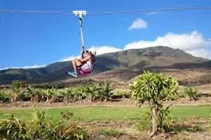 Maui Dragon Fruit Farm Maui Dragon Fruit Farm