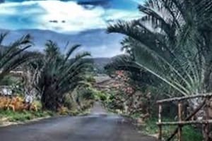 Maui Dragon Fruit Farm Maui Dragon Fruit Farm