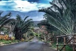 Maui Dragon Fruit Farm