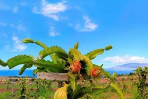 Maui Dragon Fruit Farm