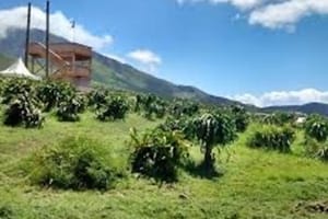 Maui Dragon Fruit Farm