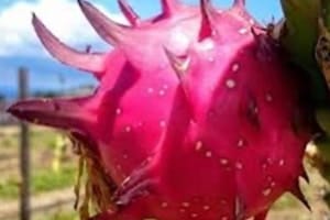 Maui Dragon Fruit Farm