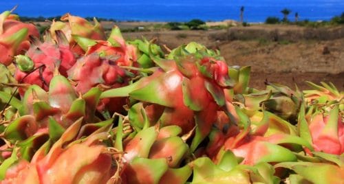 MAUI DRAGON FRUIT FARM