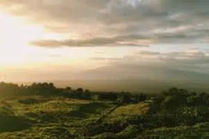 Shim Coffee Farm Shim Coffee Farm