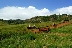 Mendes Ranch & Trail Rides