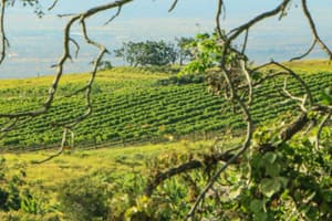 Maui Wine Maui Wine