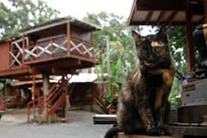 East Maui animal rescue