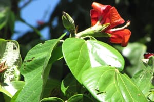 Kahanu Garden & Preserve