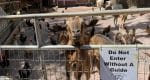 EAST MAUI ANIMAL RESCUE