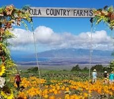 Kula county farms