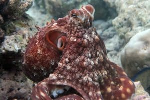 Day octopus