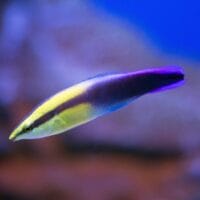 Hawiian cleaner wrasse