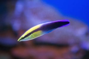 HAWIIAN CLEANER WRASSE