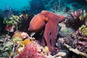 Day octopus
