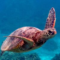 Hawaiian green sea turtle