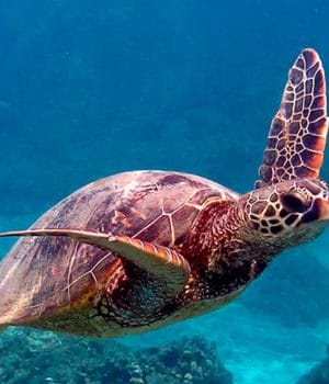 HAWAIIAN GREEN SEA TURTLE