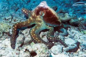Day octopus