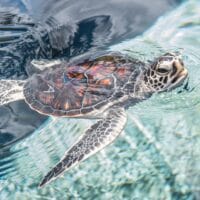 Hawaiian green sea turtle