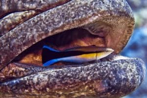 HAWIIAN CLEANER WRASSE