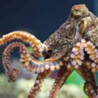 Day octopus