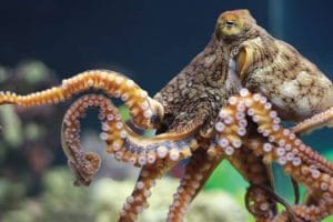Day octopus
