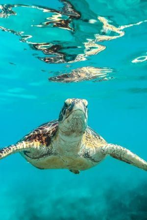 HAWAIIAN GREEN SEA TURTLE