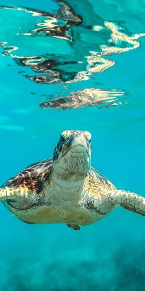 Hawaiian green sea turtle