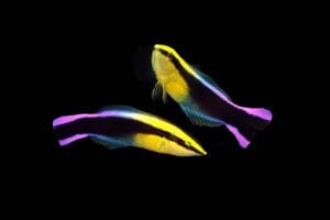 HAWIIAN CLEANER WRASSE