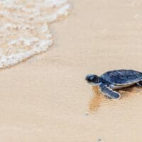 Hawaiian green sea turtle