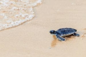 HAWAIIAN GREEN SEA TURTLE