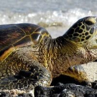 Hawaiian green sea turtle