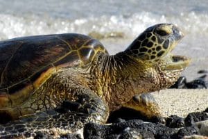 HAWAIIAN GREEN SEA TURTLE