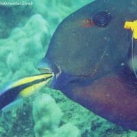 Hawiian cleaner wrasse