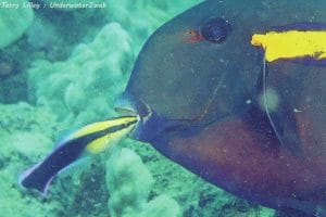 HAWIIAN CLEANER WRASSE