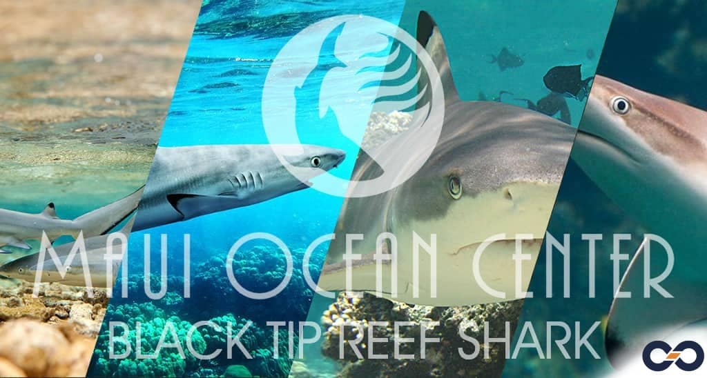 Black tip reef Shark