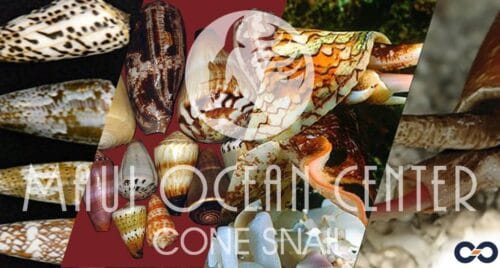 Cone Snail