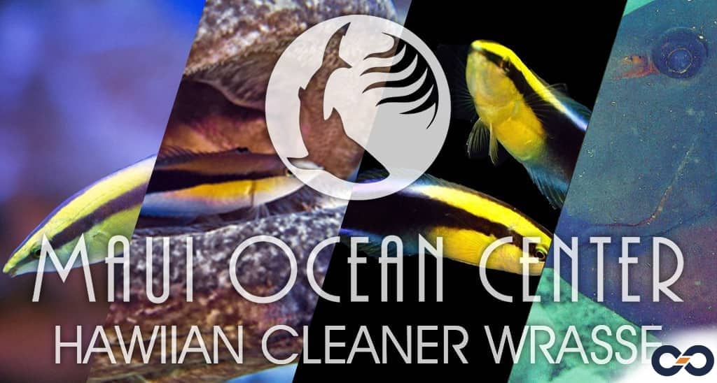 Hawiian cleaner wrasse